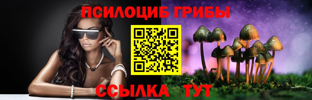 Галлюциногенные грибы Psilocybine cubensis  Вход с VPN  Луга  Галлюциногенные грибы прущие грибы 